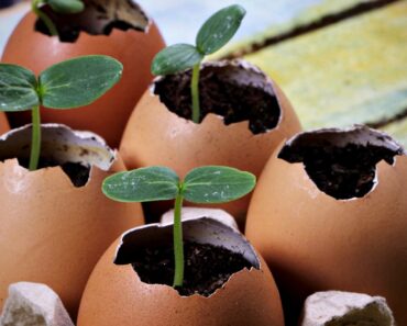 How to Grow Seeds in Eggshells and Egg Cartons