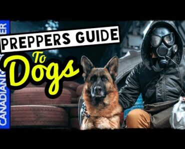 A Preppers Guide to Dogs for Survival and Prepping