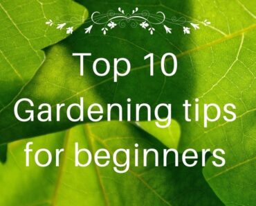 Top 10 Gardening Tips for Beginners | Gardening and prepper