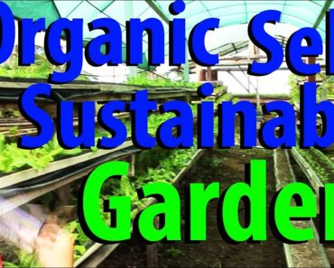 Organic Self Sustainable Garden – Hacienda Okhra – Kid Prepper