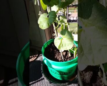 Prepper Pantry! Cantaloupe 🍈 Plant Transplanted