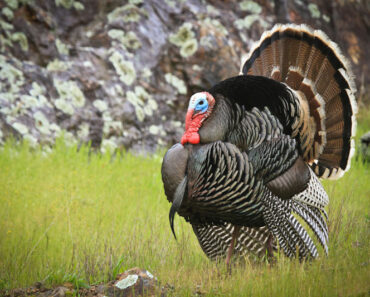 A few things you should know about turkey hunting