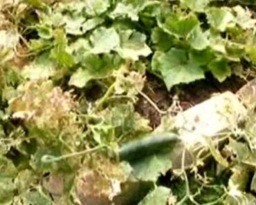 Urban Garden – Cucumber Patch Texas Prepper