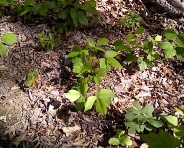 How to Kill Poison Ivy in One Day-  Without Poisonous Chemicals