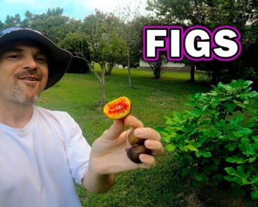 Harvesting FIGS, Spray for Powdery Mildew, the BEST Garden WATERING CAN, Prepper Food Storage