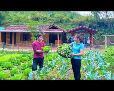 Harvesting vegetable leaves for pigs to eat. Make refrigerator shelves. Discover pure water sources