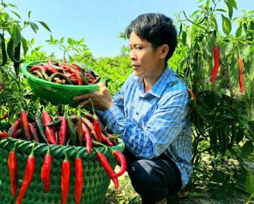 Harvesting Chili Garden Goes To The Market Sell – Cooking – Solo Survival