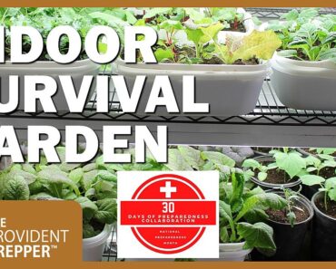 How to Grow an Indoor Survival Garden