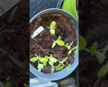 Prepper's Balcony Garden. pt.1 @ Life And It's Challenges!#Shorts