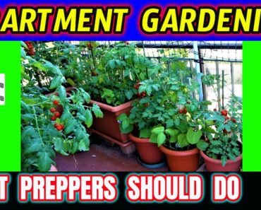 Apartment Indoor Survival Garden for SHTF – Prepper Food Gardening