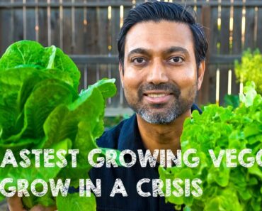 15 Fastest Growing Survival Vegetables to Grow in a Crisis