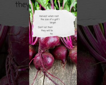 A Beginner's Guide to Growing Delicious Beets