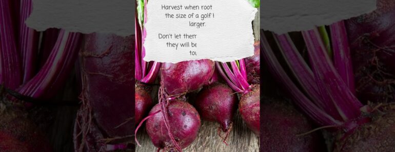 A Beginner's Guide to Growing Delicious Beets