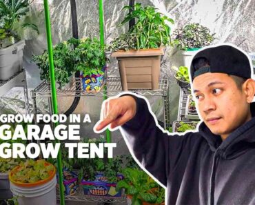 EP2: Gardening inside a garage grow tent – Grow food in winter