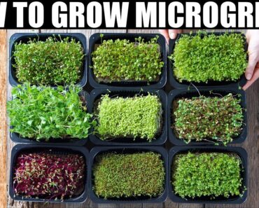 How To Grow Microgreens | Ready To Eat in 10 Days