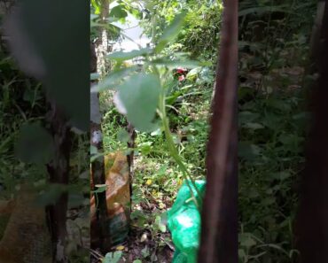 🌷Nature’s Magicසුදු පාට සමනළයෙක් වගාව මැද්දෙන්(White Butterfly)Flutters Through Our Little Garden 🌼🦋