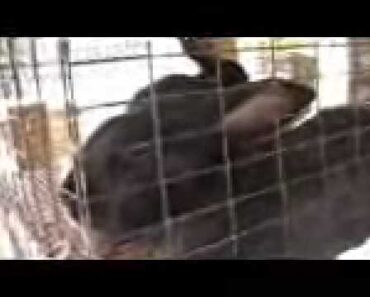 Rabbit Raising Part 2, survivalist, homesteading food storage