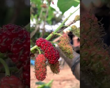 Mulberry Fruit #natural #farming #life #chicken #survival #fruit #wildlife #nature #animals