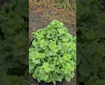 Harvest at the Garden at the Farm #country #prepper #farm #garden