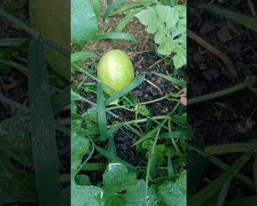 What Lies Beneath……..#watermelon #garden#plants#backyardgardening #scary#humor #prepper