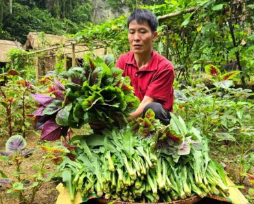 Harvest Green Vegetables Goes to the market sell – Gardening | Solo Survival